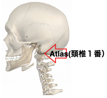 Atlas(頚椎１番）